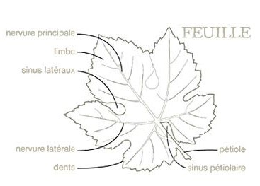 Morphologie de la feuille