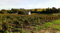 vineyards-5193934_1920.jpg