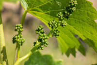 grapes-801010_1920.jpg