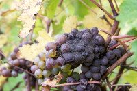 Botrytis.jpg